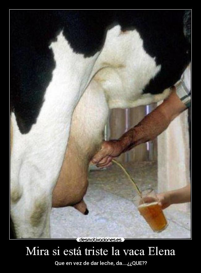 Mira si está triste la vaca Elena - 