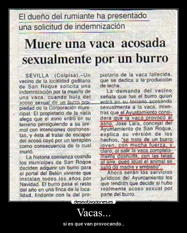 Vacas... - si es que van provocando...