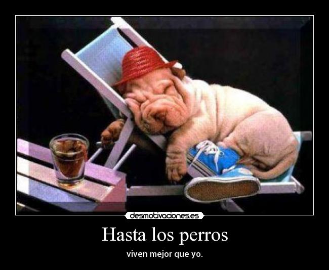 Hasta los perros -