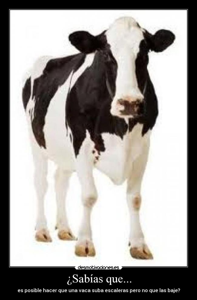 ¿Sabías que... - es posible hacer que una vaca suba escaleras pero no que las baje?