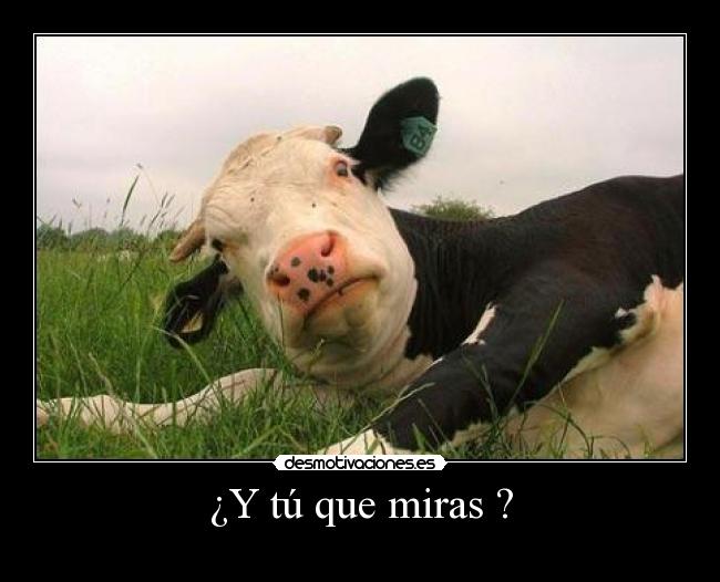 ¿Y tú que miras ? -