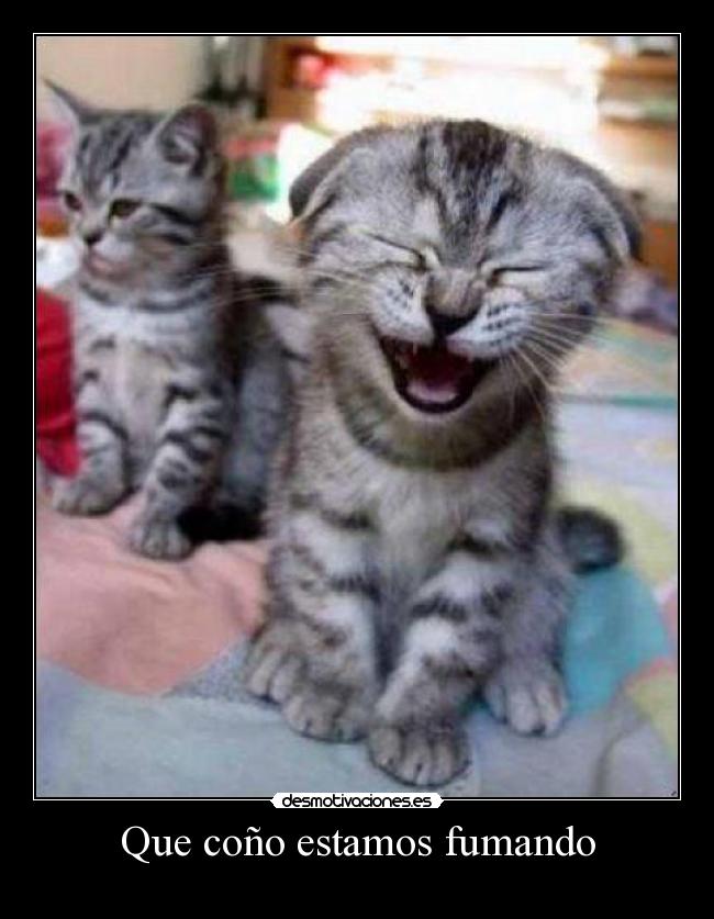 Que coño estamos fumando -