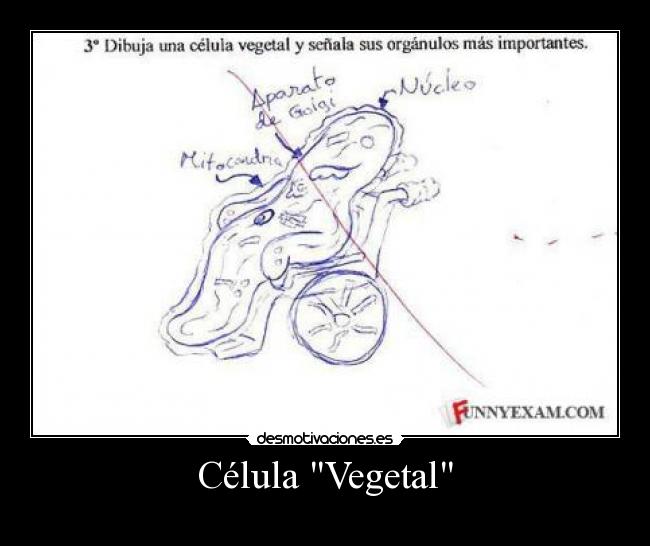 Célula Vegetal -