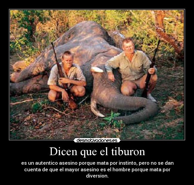 Dicen que el tiburon -