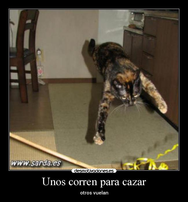 Unos corren para cazar - otros vuelan