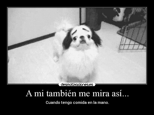 A mi también me mira así... - Cuando tengo comida en la mano.