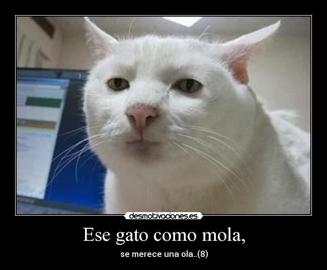 carteles ese gato desmotivaciones