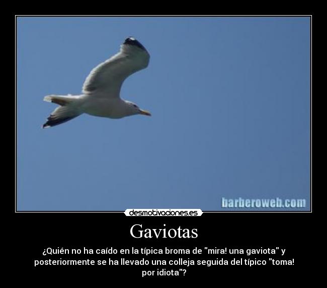 Gaviotas -