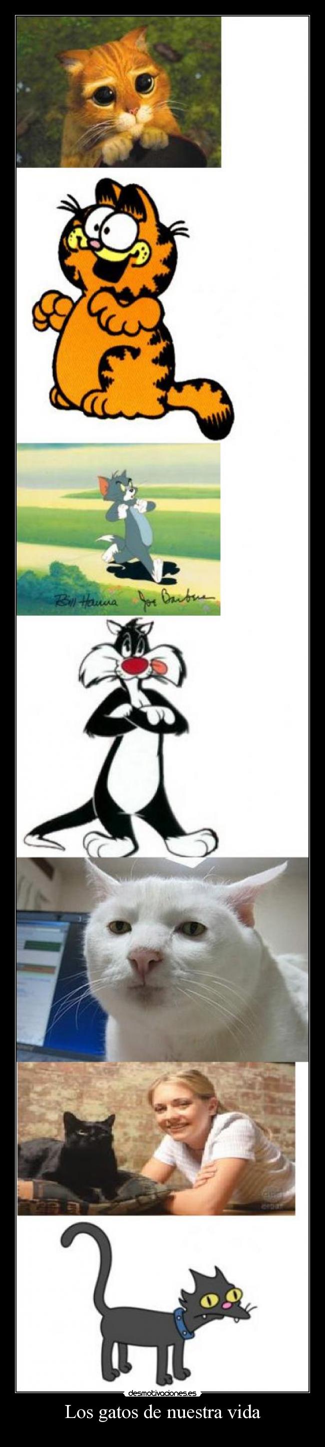 Los gatos de nuestra vida - 