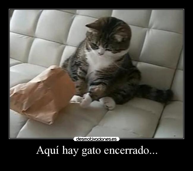 Aquí hay gato encerrado... - 