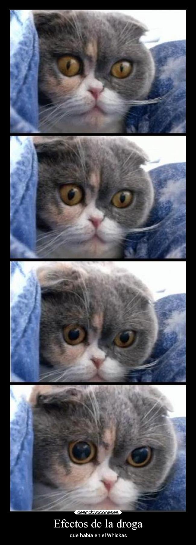 Efectos de la droga - que había en el Whiskas