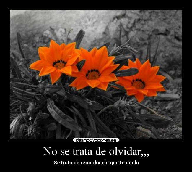 No se trata de olvidar,,, - Se trata de recordar sin que te duela