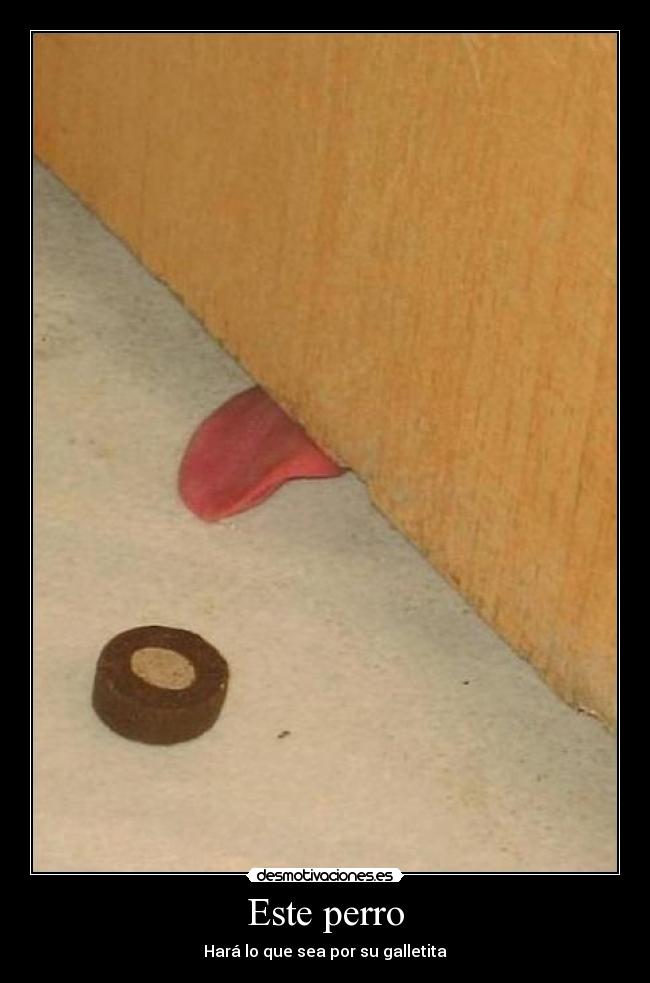Este perro - Hará lo que sea por su galletita