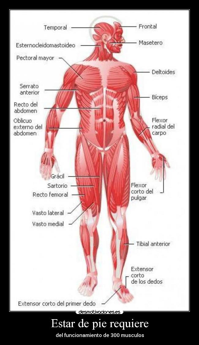 Estar de pie requiere - del funcionamiento de 300 musculos