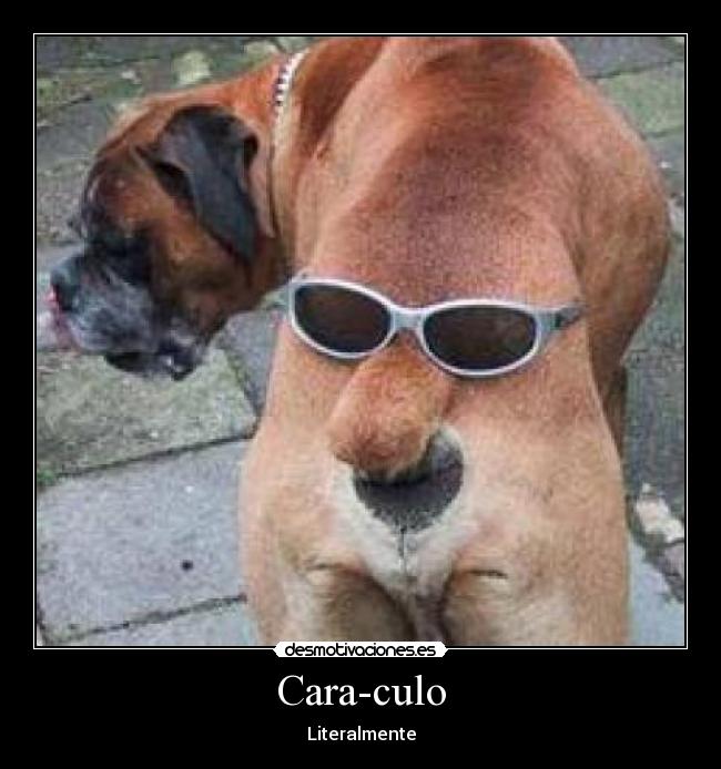 Cara-culo - 