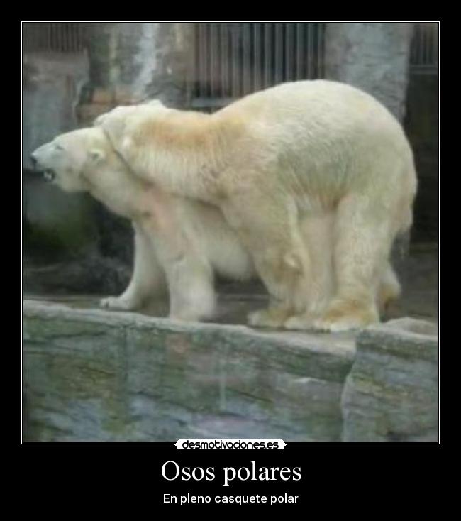 Osos polares - 