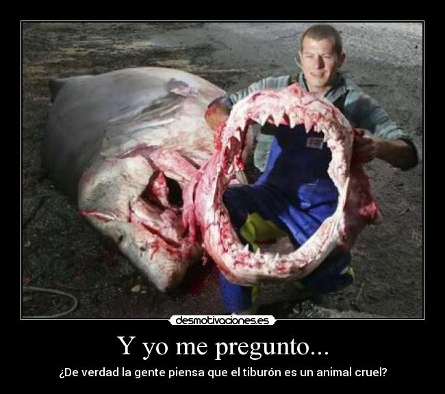 Y yo me pregunto... - ¿De verdad la gente piensa que el tiburón es un animal cruel?