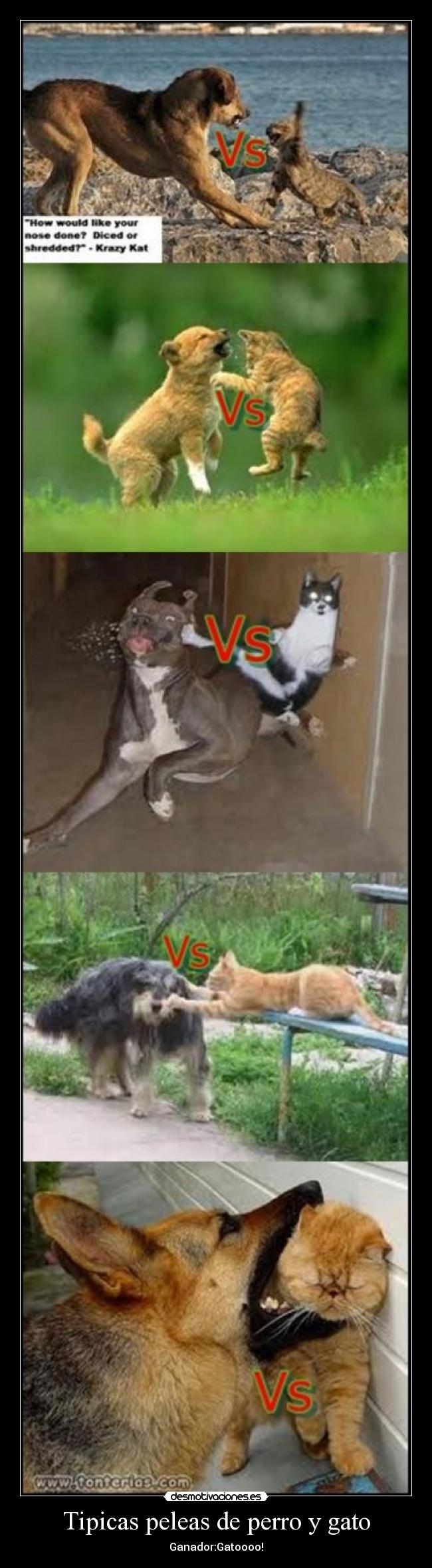 Tipicas peleas de perro y gato - Ganador:Gatoooo!