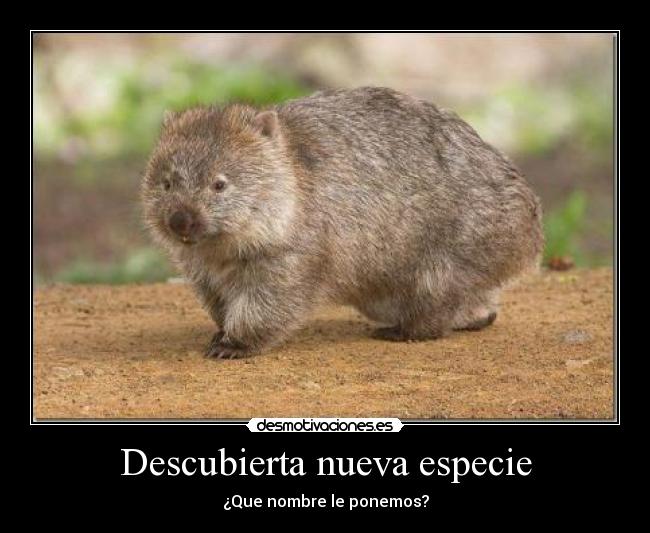 Descubierta nueva especie - ¿Que nombre le ponemos?