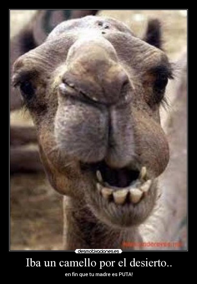 Iba un camello por el desierto.. - en fin que tu madre es PUTA!