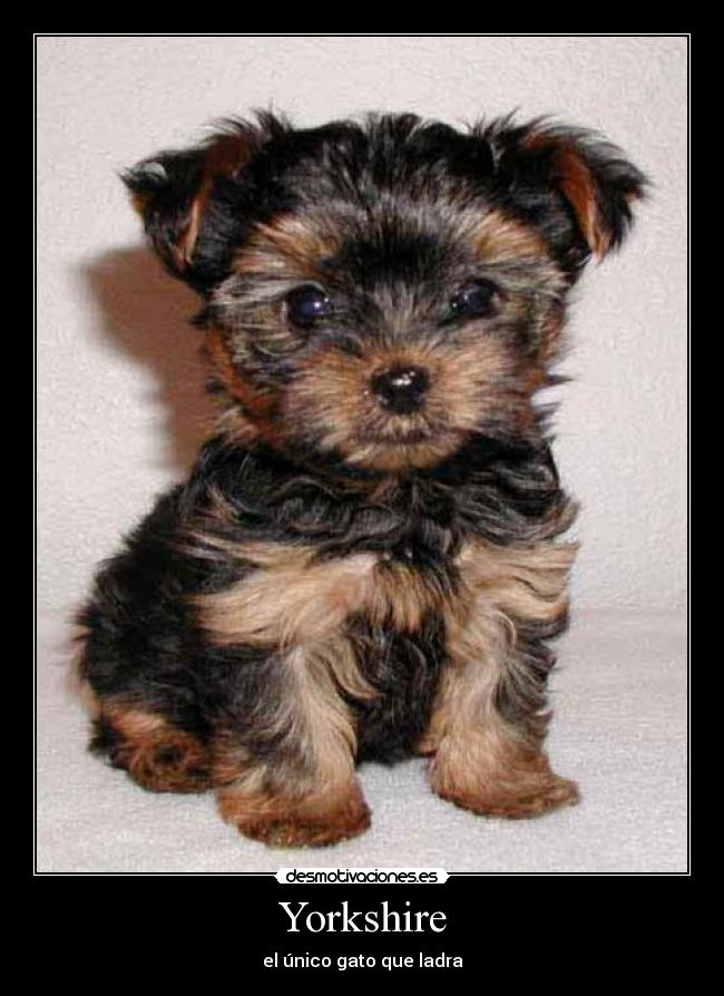 carteles perro desmotivaciones