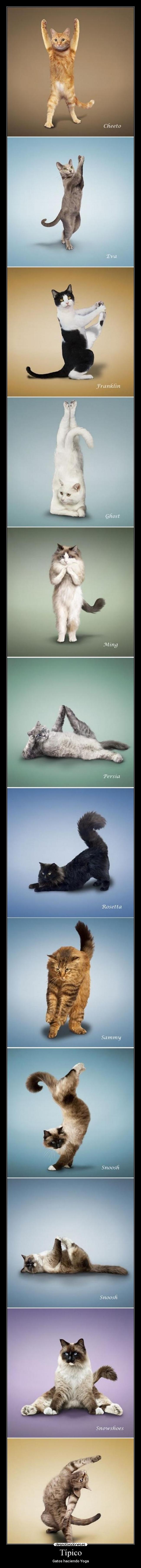 Típico - Gatos haciendo Yoga