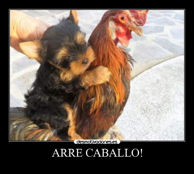 ARRE CABALLO! - 