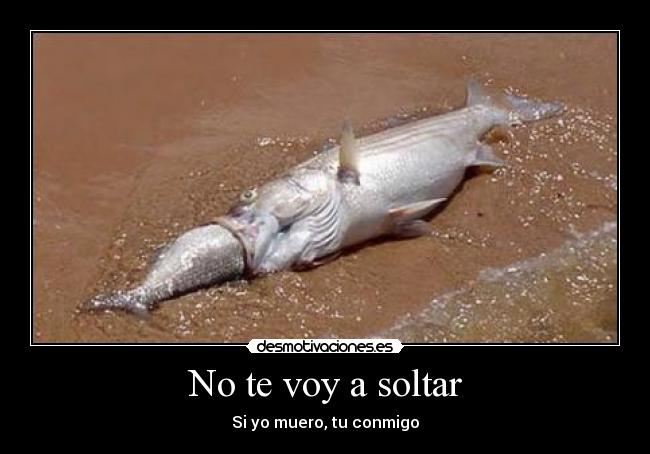 No te voy a soltar - 