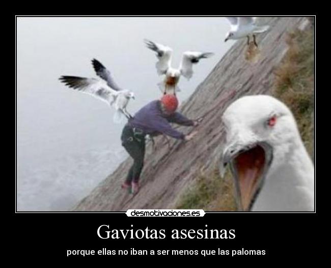 carteles gaviotas desmotivaciones