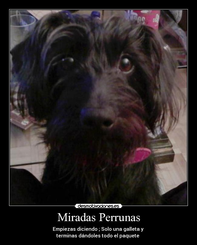 Miradas Perrunas - Empiezas diciendo ; Solo una galleta y
terminas dándoles todo el paquete