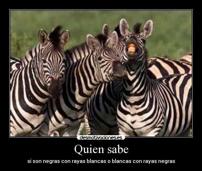 Quien sabe - si son negras con rayas blancas o blancas con rayas negras