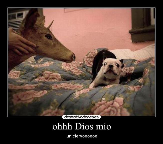 ohhh Dios mio - un ciervoooooo