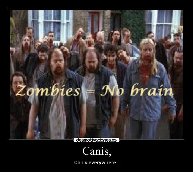 Canis, - Canis everywhere...