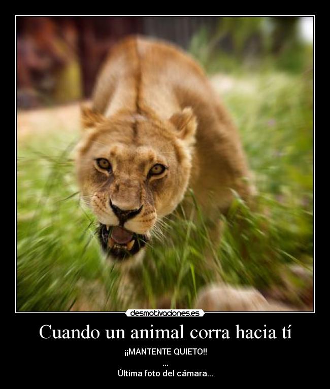 Cuando un animal corra hacia tí - ¡¡MANTENTE QUIETO!!
...
Última foto del cámara...