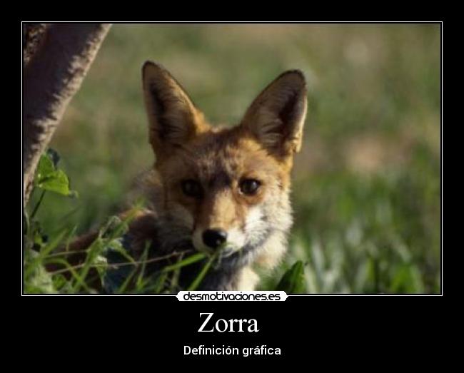 Zorra  - Definición gráfica