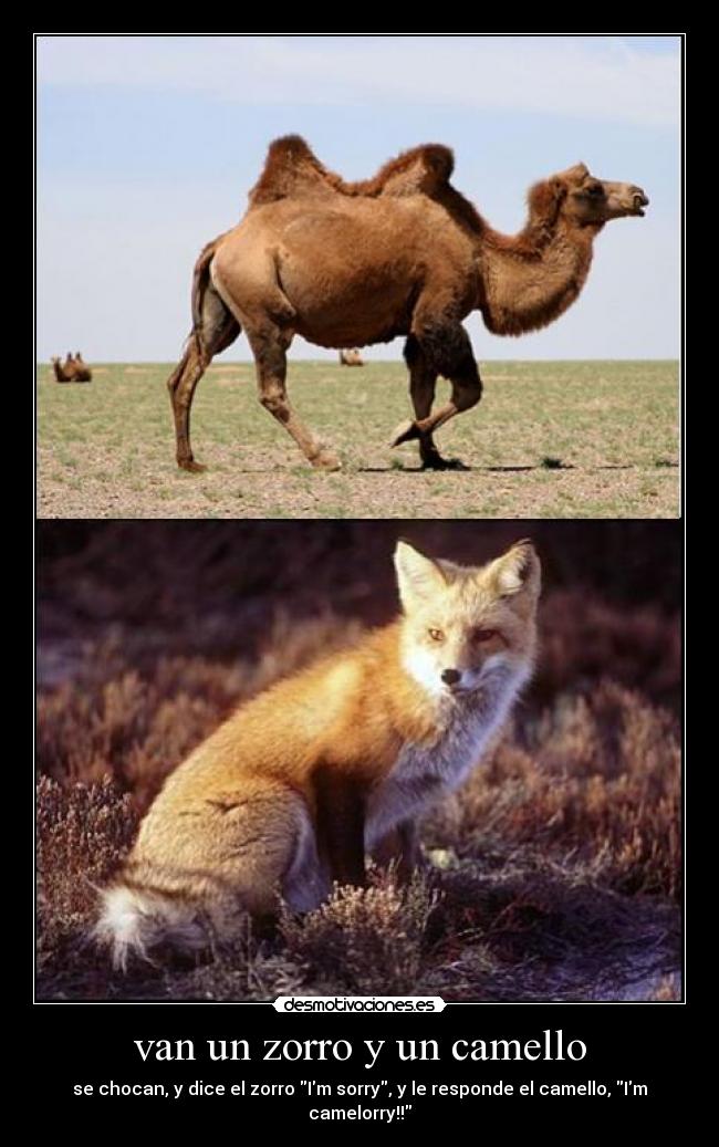 van un zorro y un camello -