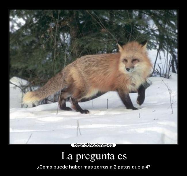 La pregunta es - ¿Como puede haber mas zorras a 2 patas que a 4?
