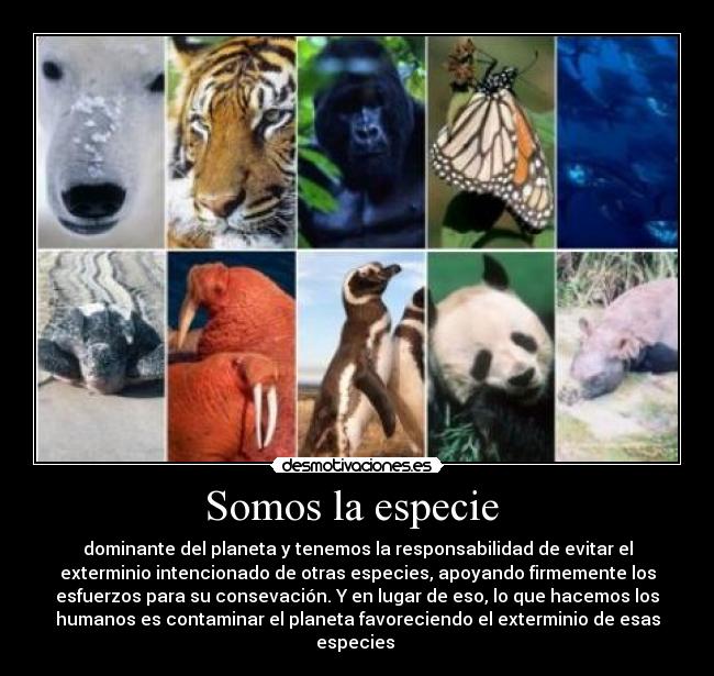 Somos la especie -
