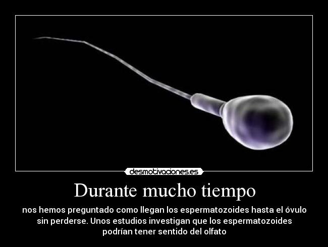 Durante mucho tiempo - 