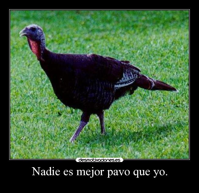Nadie es mejor pavo que yo. -
