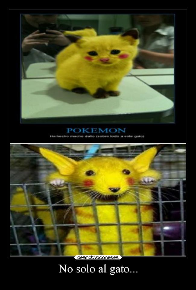 carteles solo gato desmotivaciones
