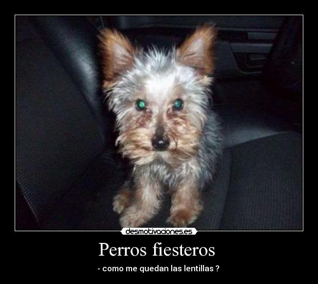 Perros fiesteros - - como me quedan las lentillas ?
