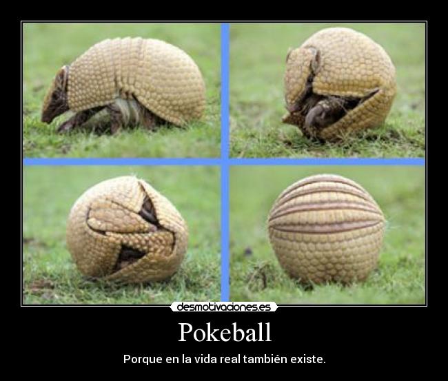 Pokeball - Porque en la vida real también existe.