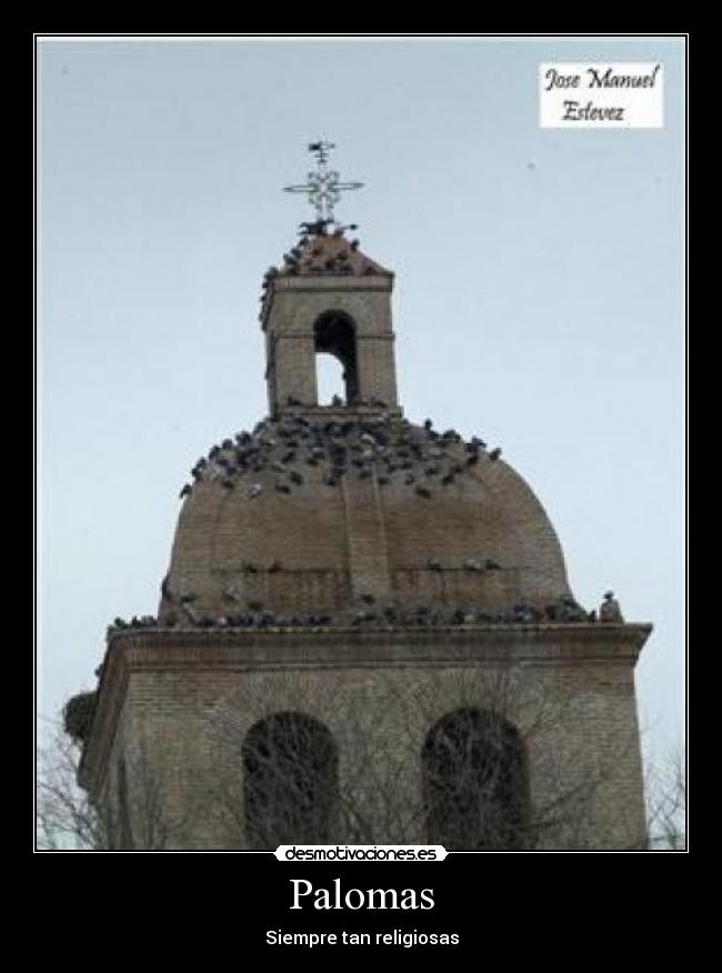Palomas - Siempre tan religiosas