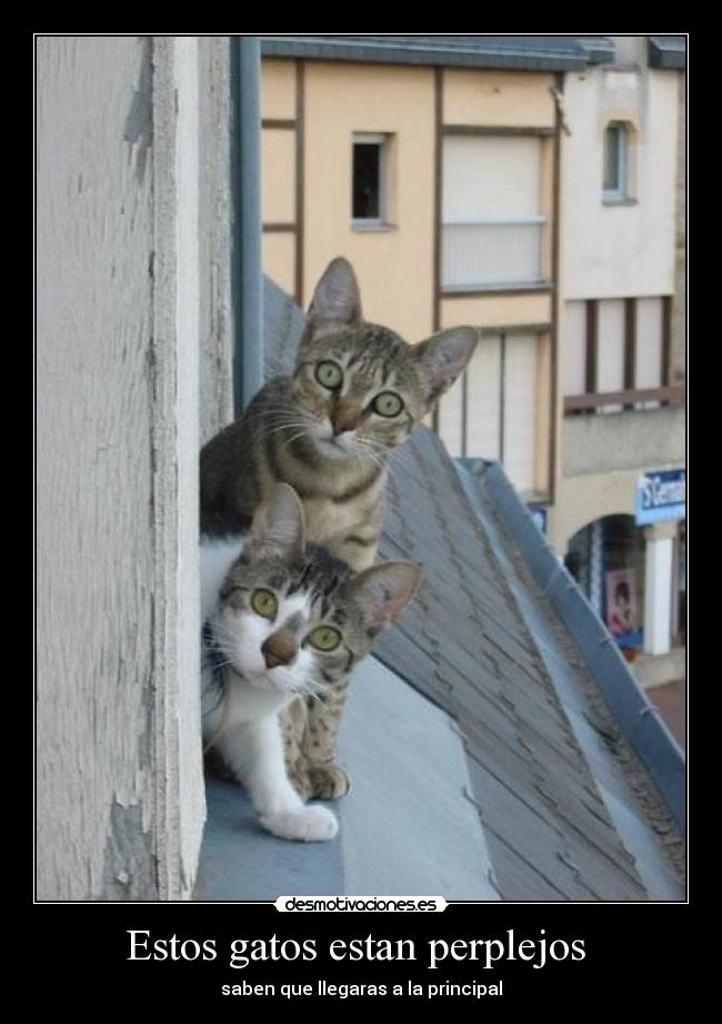 Estos gatos estan perplejos -