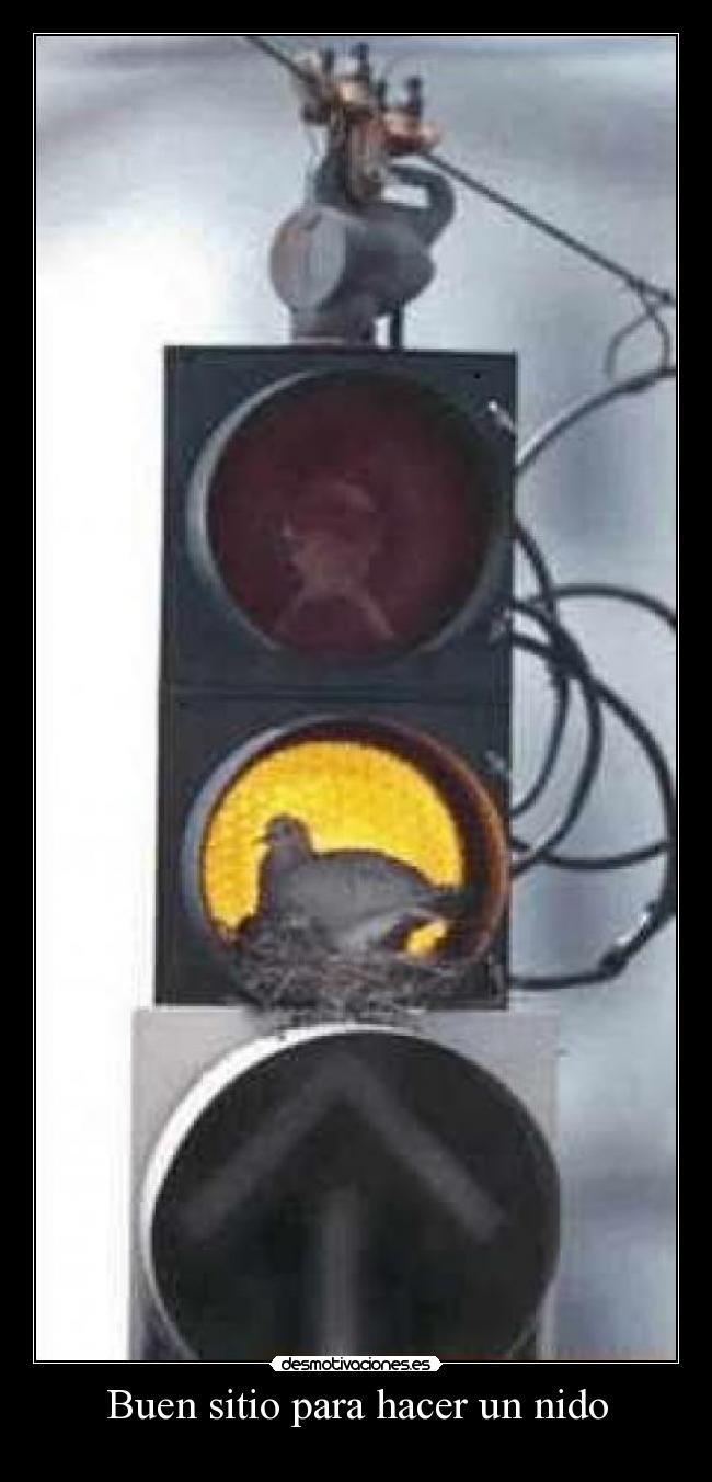 Buen sitio para hacer un nido - 