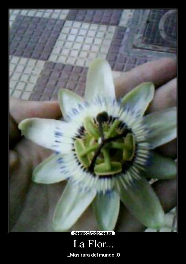 La Flor... -