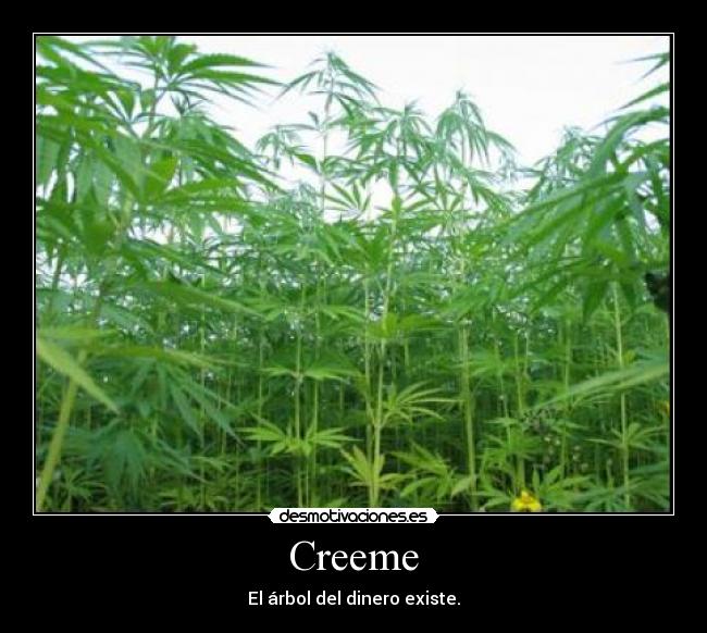 Creeme - El árbol del dinero existe.
