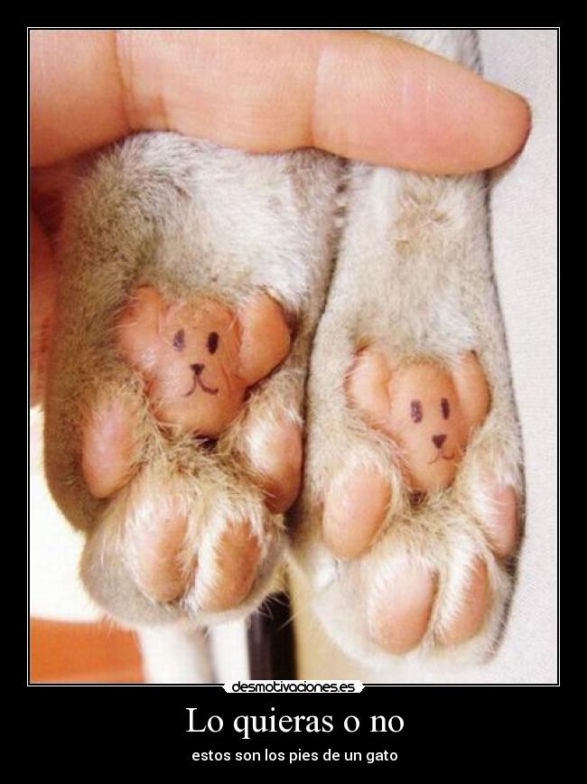 Lo quieras o no - estos son los pies de un gato