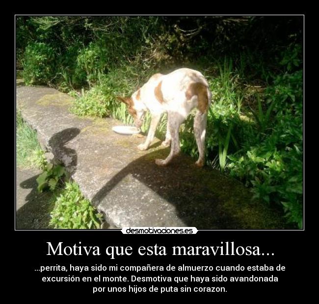Motiva que esta maravillosa... - ...perrita, haya sido mi compañera de almuerzo cuando estaba de
excursión en el monte. Desmotiva que haya sido avandonada
por unos hijos de puta sin corazon.